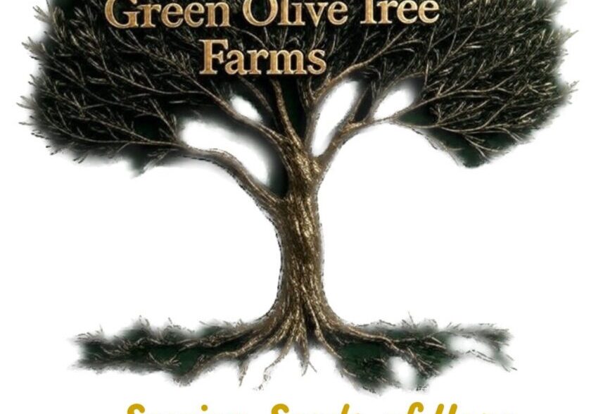 Green Olive Tree Farms